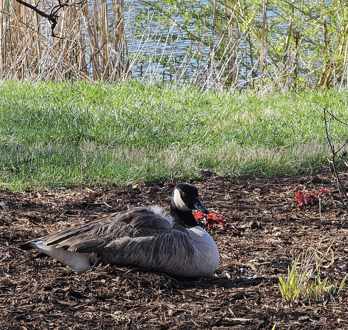 Canada Goose - ML633402257