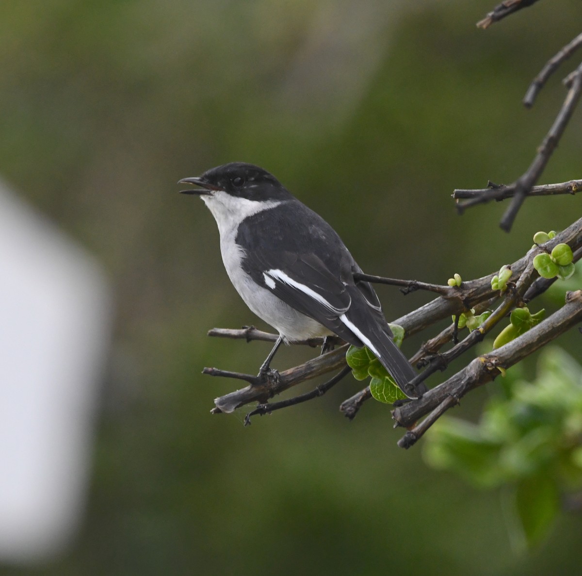 シロハラクロヒタキ - ML633402305