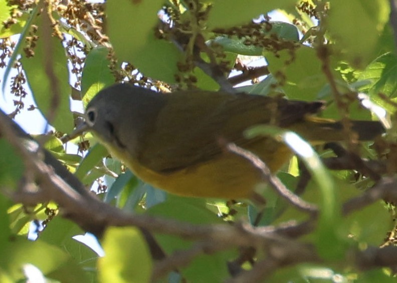 Nashville Warbler - ML633402313