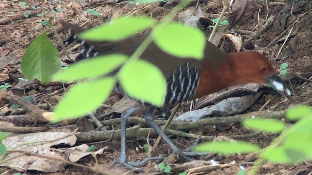 Slaty-legged Crake - ML633402326