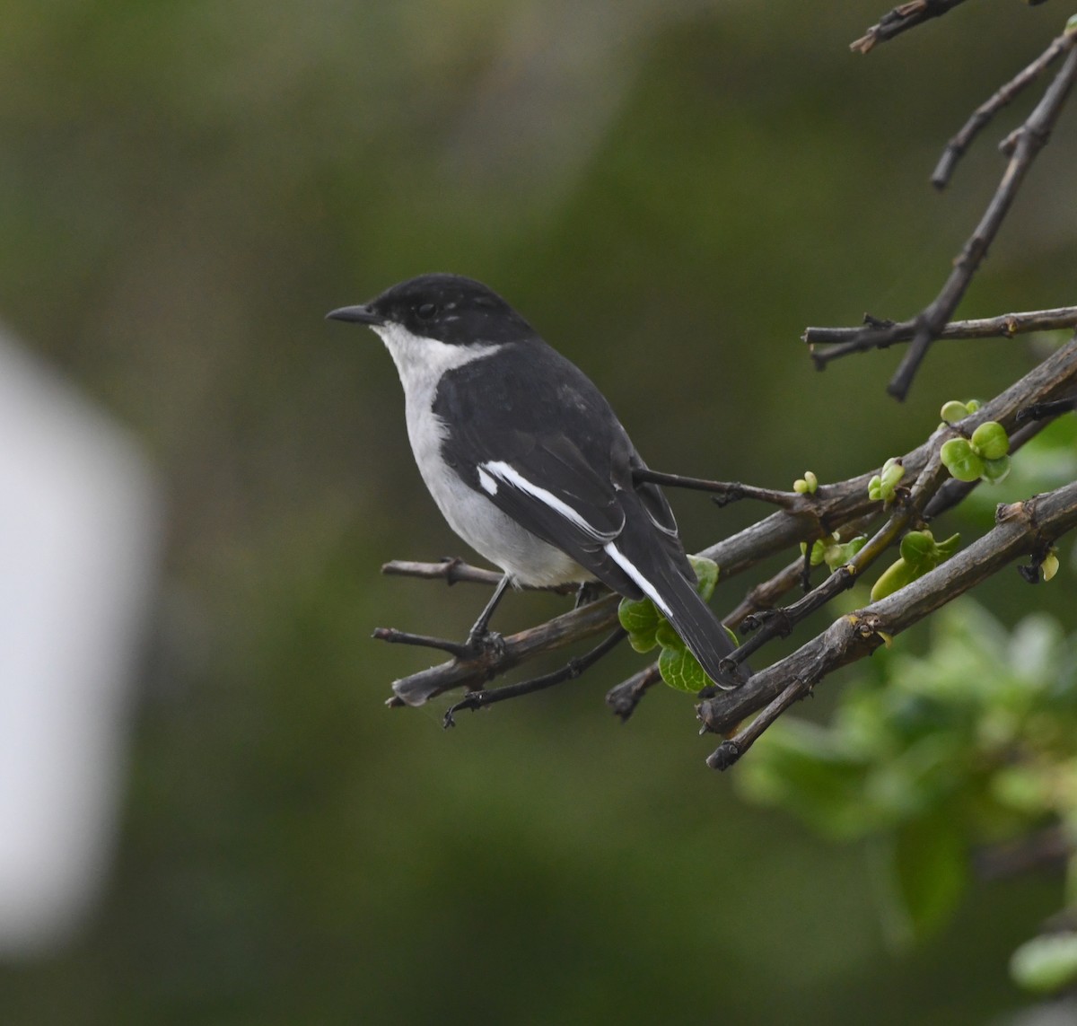 シロハラクロヒタキ - ML633402379