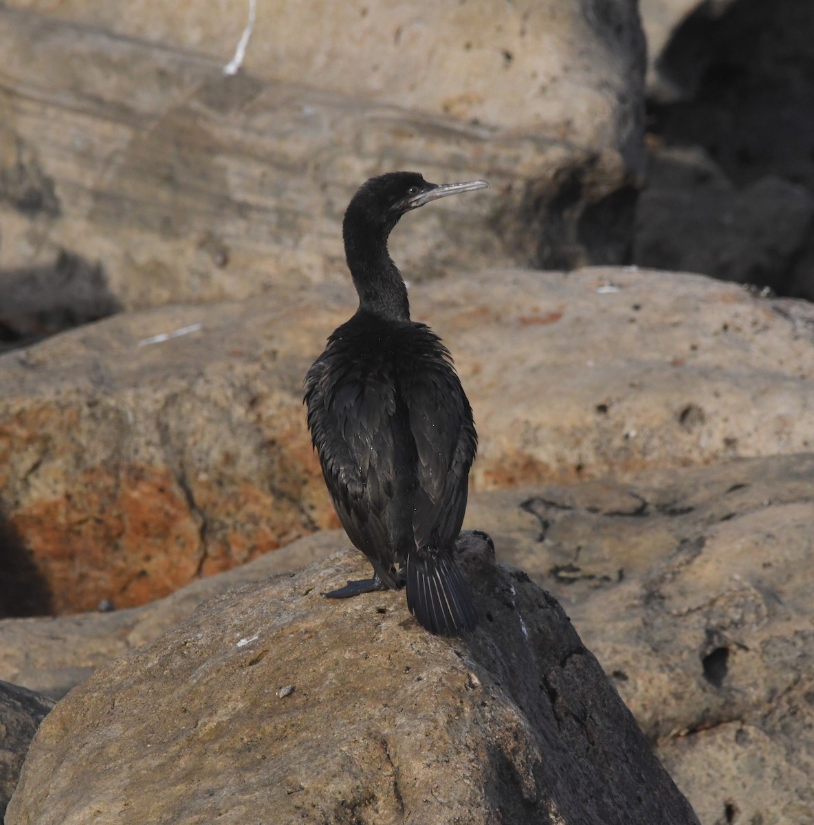 ハナグロウ - ML633402443