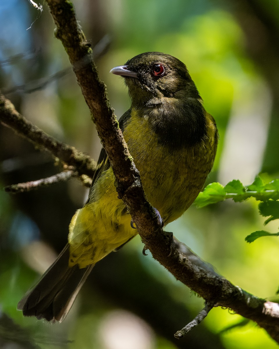 Hooded Berryeater - ML633402445