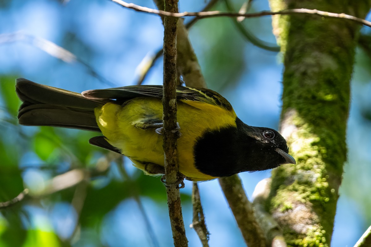 Hooded Berryeater - ML633402447