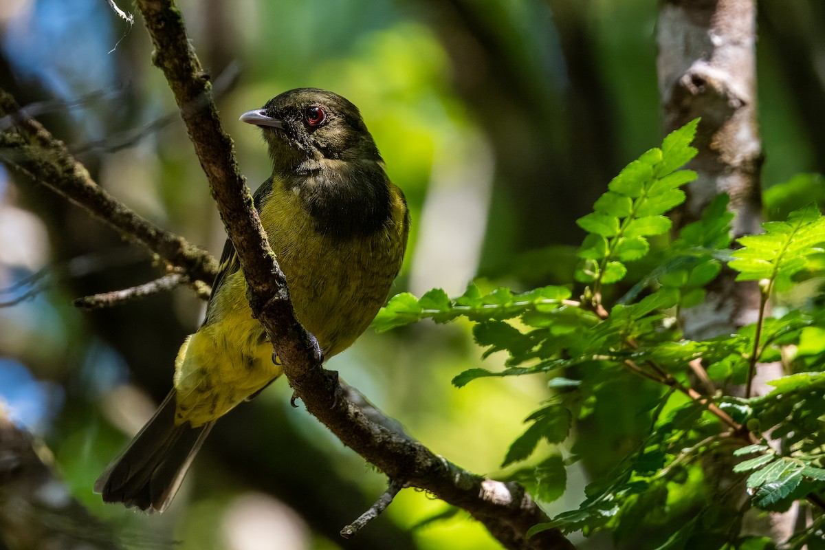 Hooded Berryeater - ML633402449