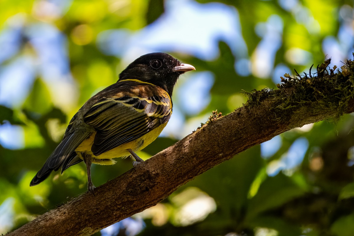 Hooded Berryeater - ML633402450