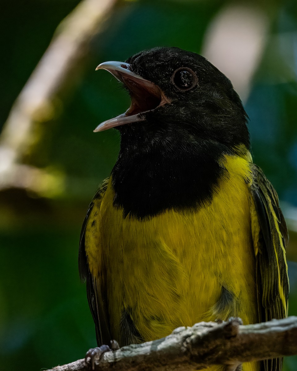 Hooded Berryeater - ML633402451