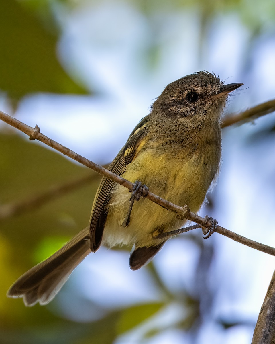 Mottle-cheeked Tyrannulet - ML633402462