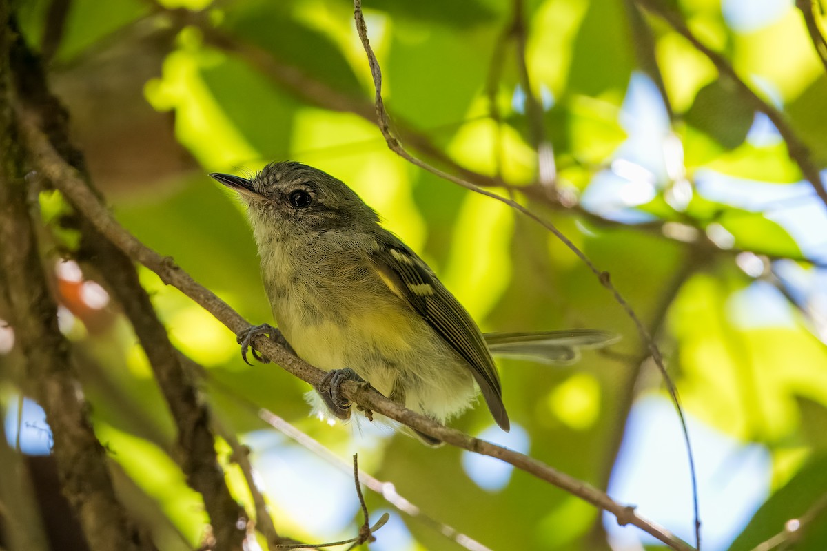 Mottle-cheeked Tyrannulet - ML633402464