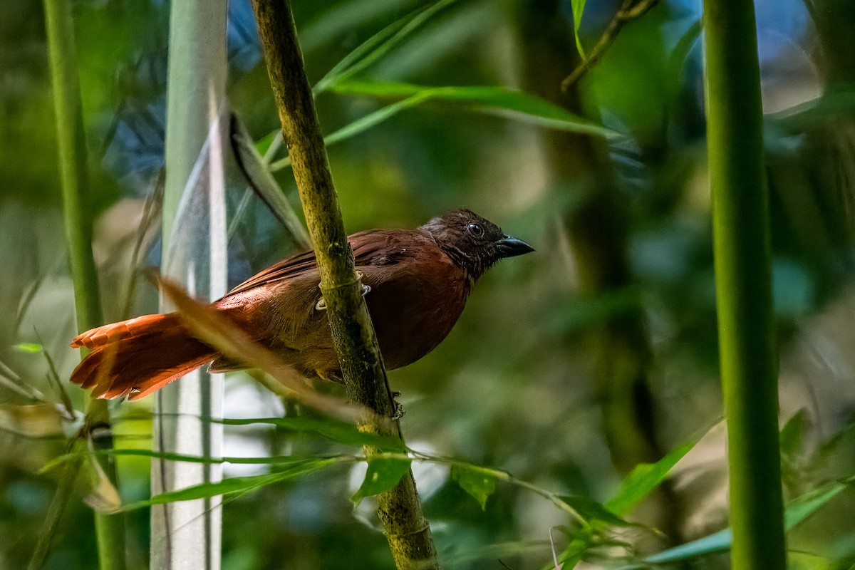Red-crowned Ant-Tanager - ML633402468