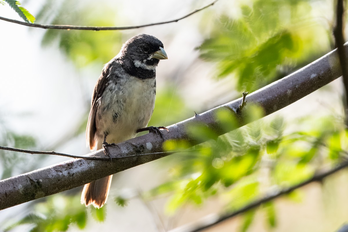 Double-collared Seedeater - ML633402476