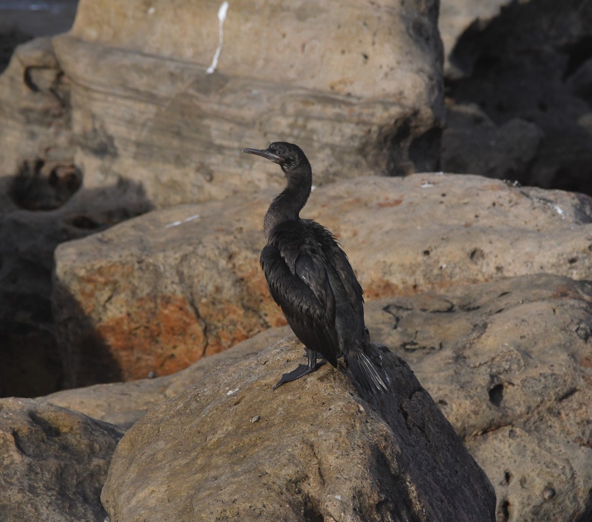 ハナグロウ - ML633402480