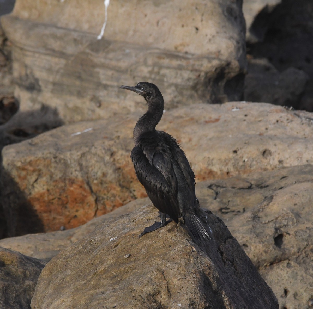 ハナグロウ - ML633402494