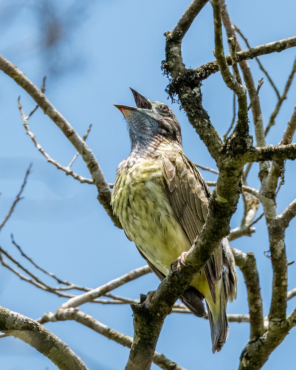 Bare-throated Bellbird - ML633402505