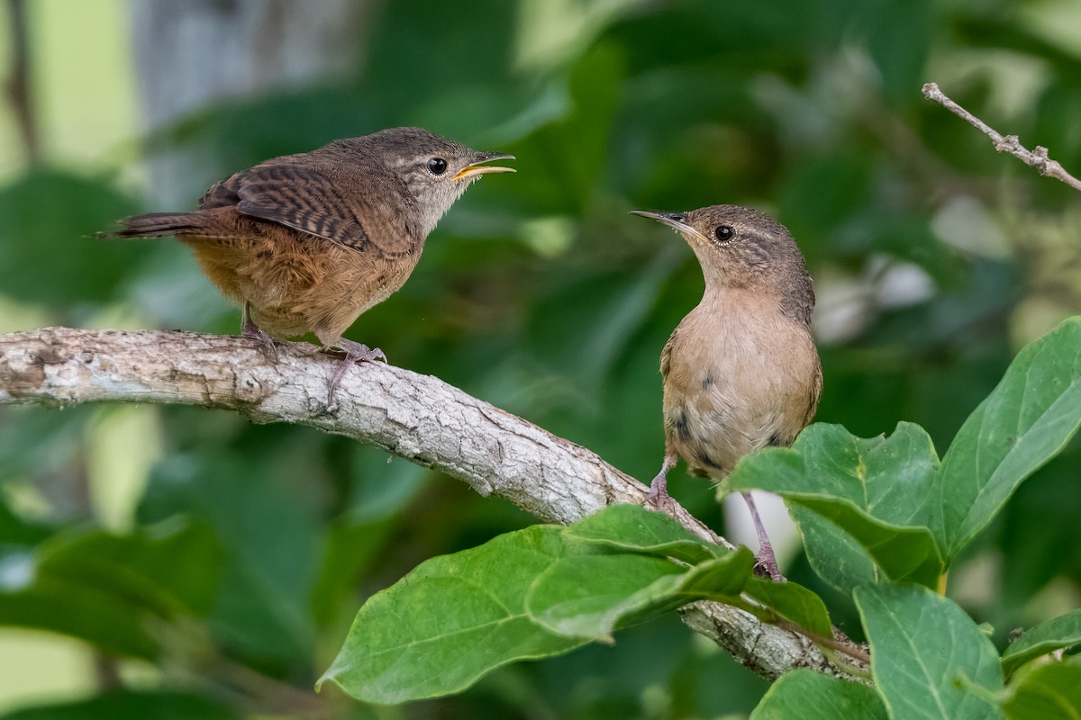 Southern House Wren - ML633402513