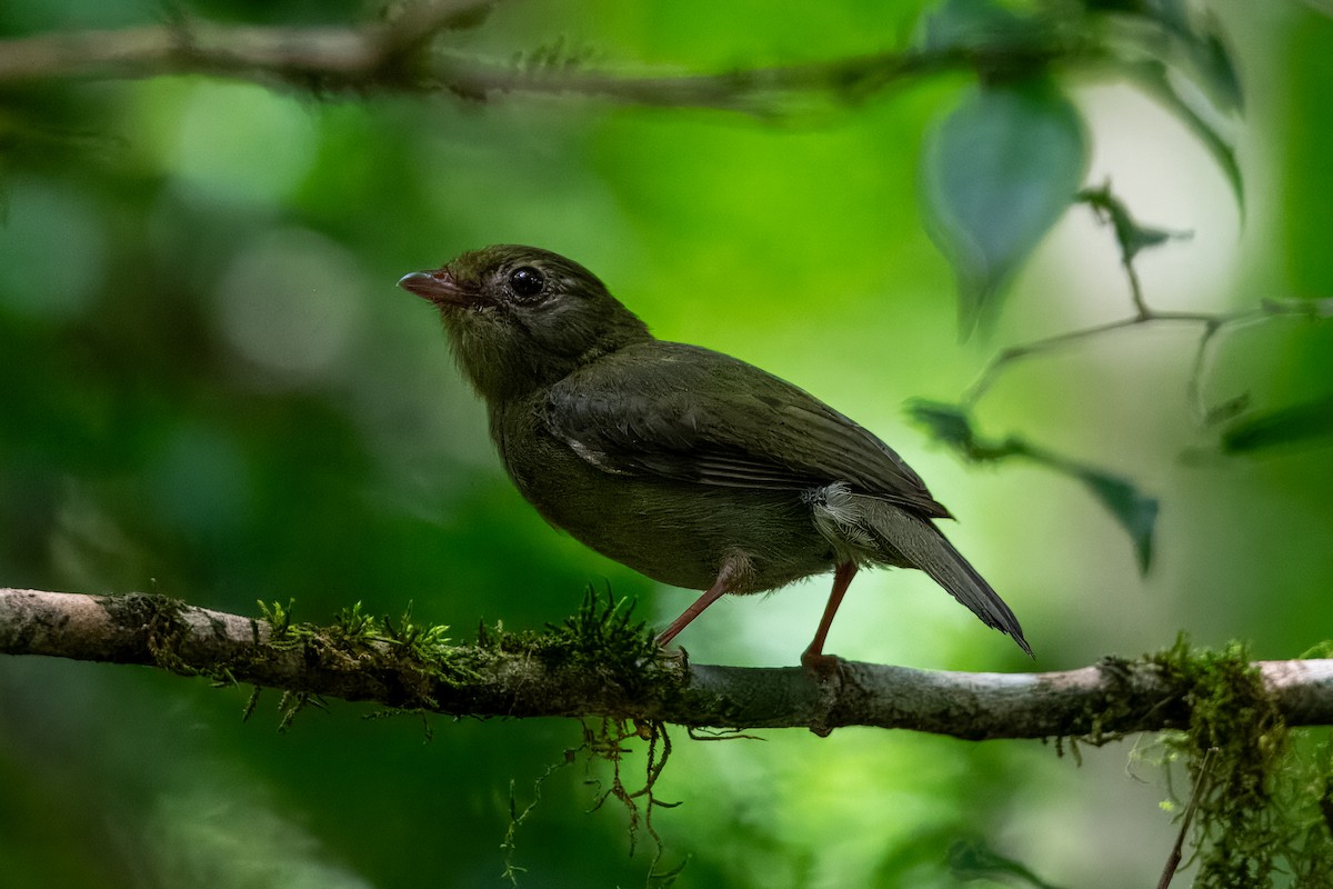 Swallow-tailed Manakin - ML633402540