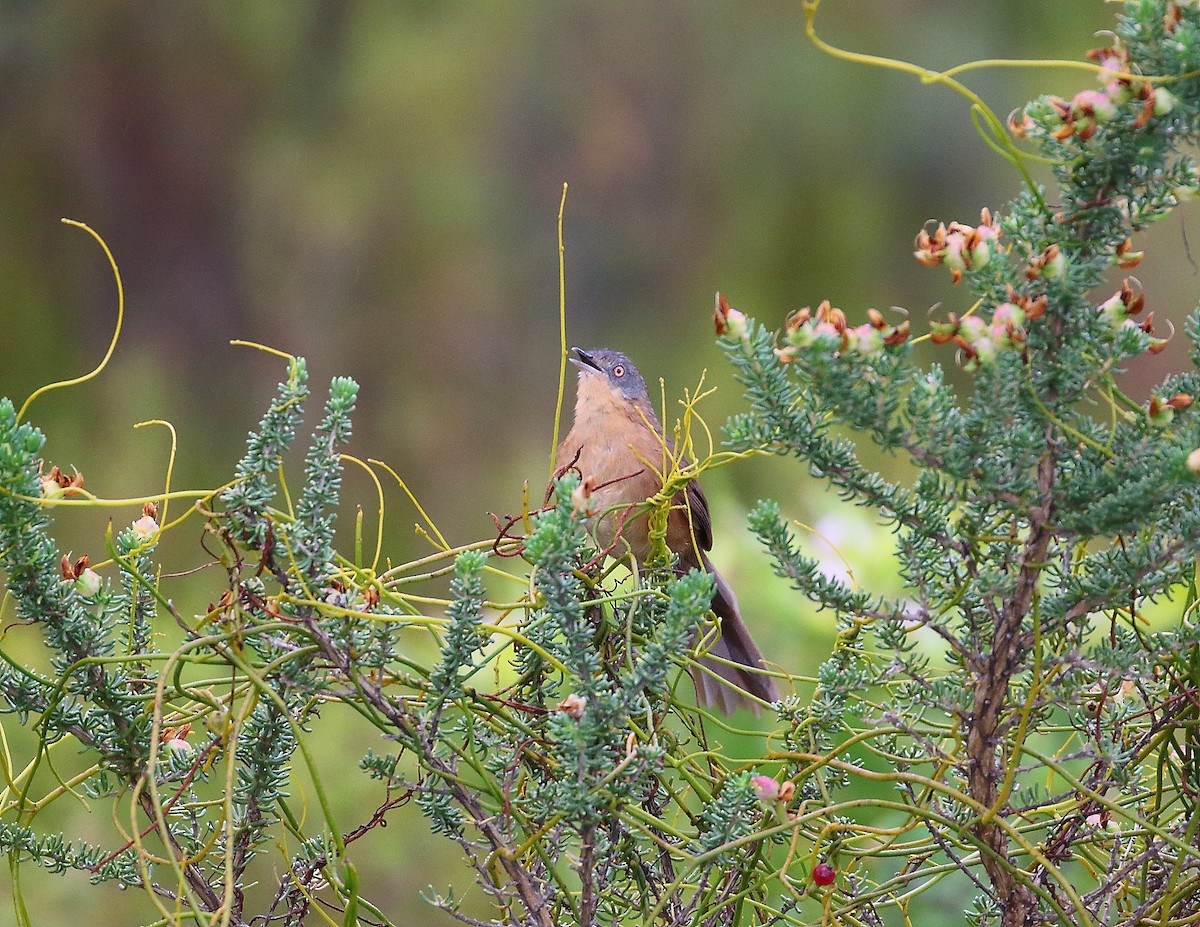 Victorin's Warbler - ML633402594