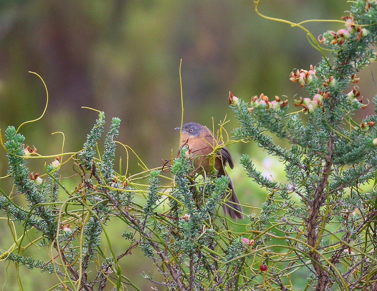 Victorin's Warbler - ML633402601