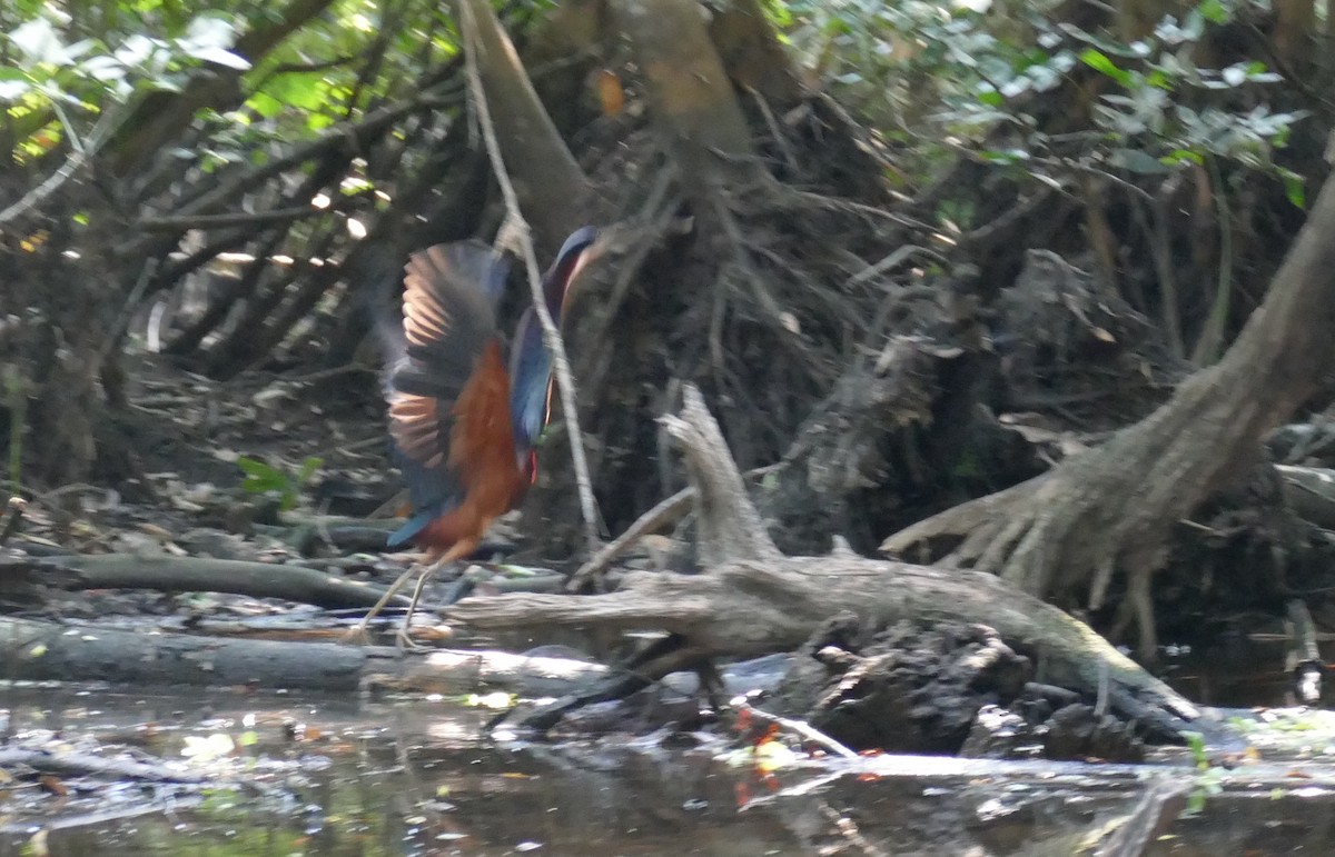 Agami Heron - ML633402676