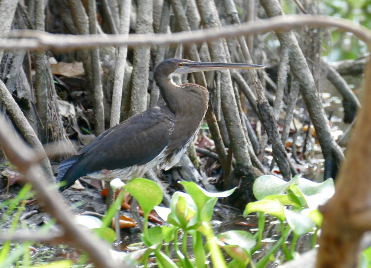 Agami Heron - ML633402685