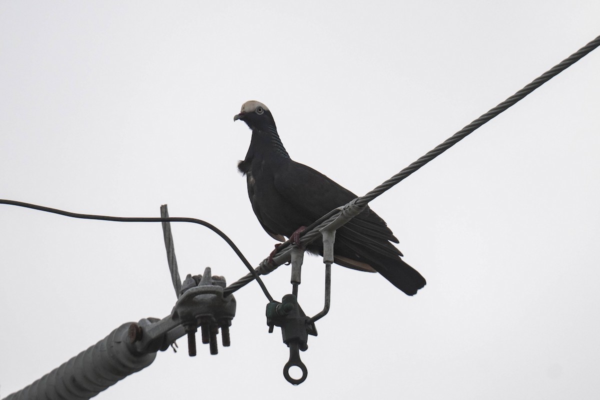 White-crowned Pigeon - ML633402751