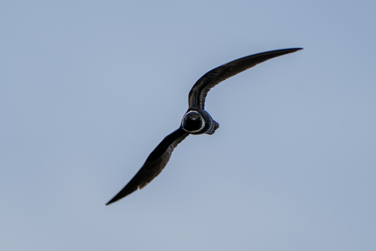 White-collared Swift - ML633402755