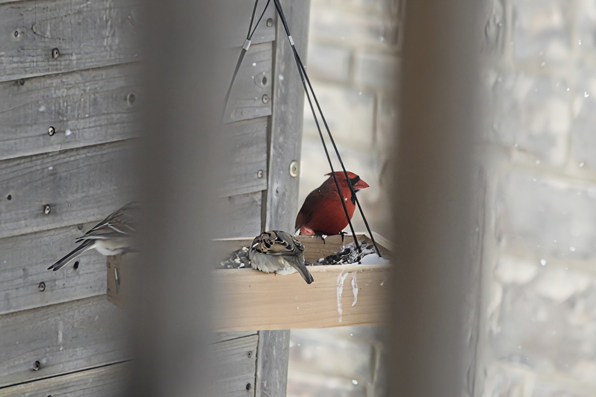 Northern Cardinal - ML633402867