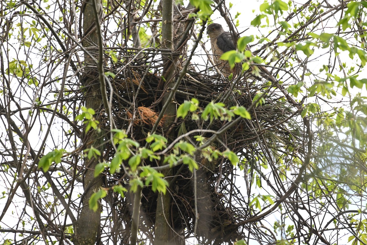 Cooper's Hawk - ML633402880