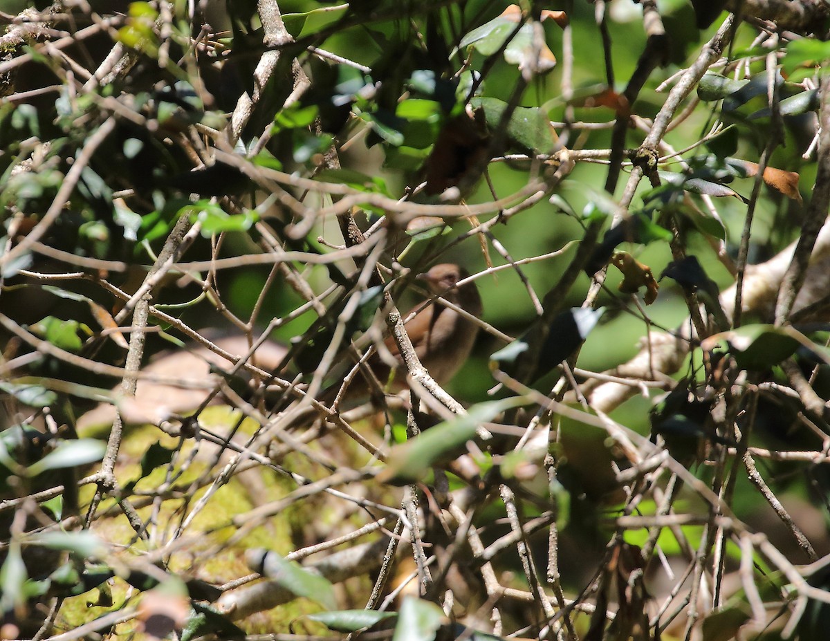 Mégalure de Knysna - ML633402901