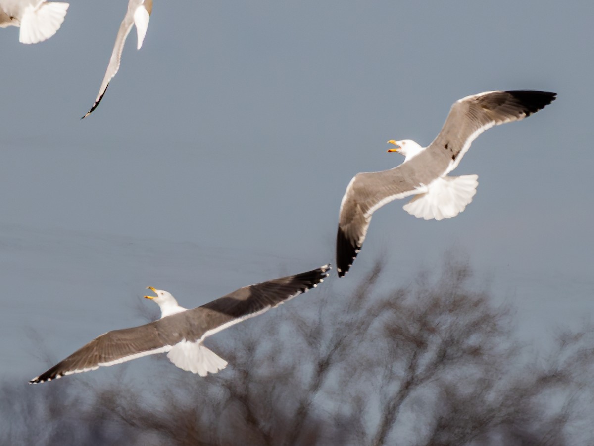 American Herring x Lesser Black-backed Gull (hybrid) - ML633402917