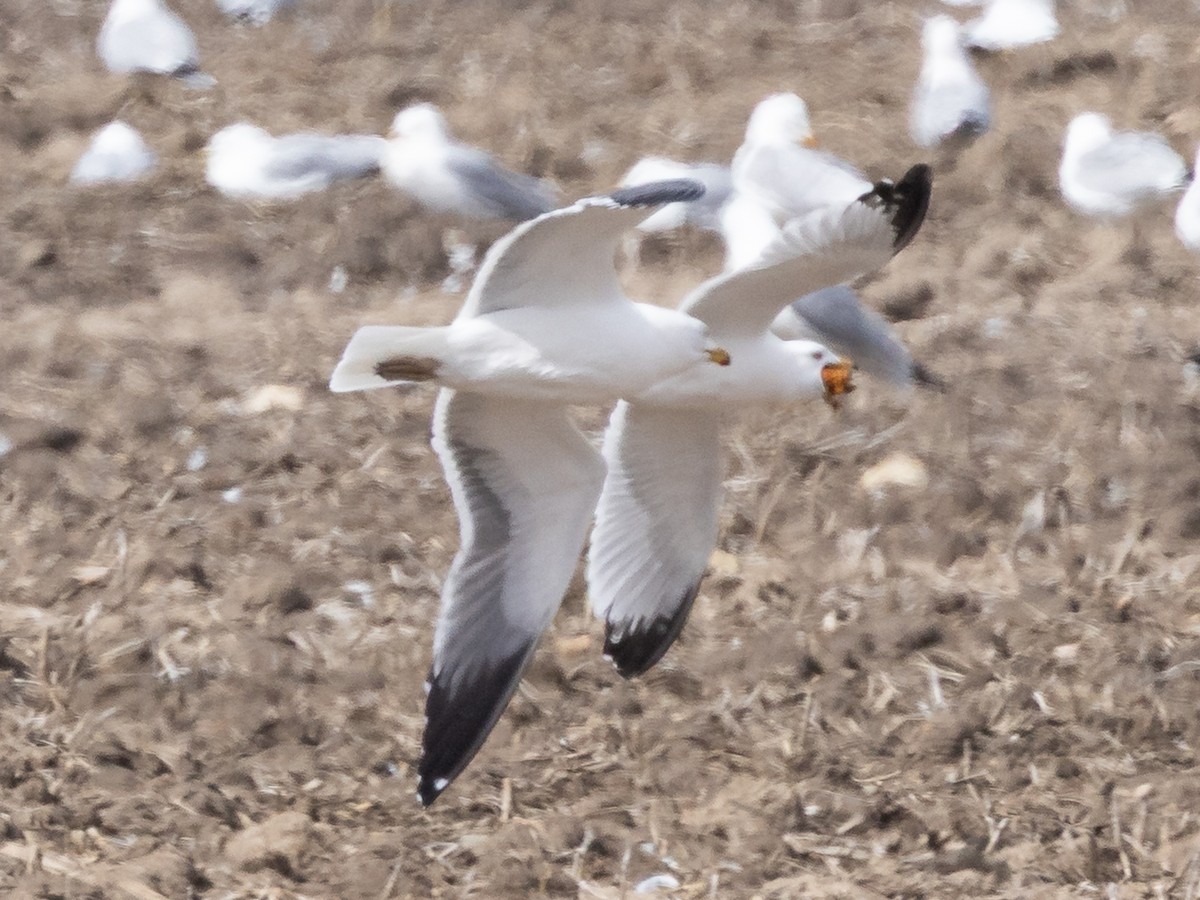American Herring x Lesser Black-backed Gull (hybrid) - ML633402933