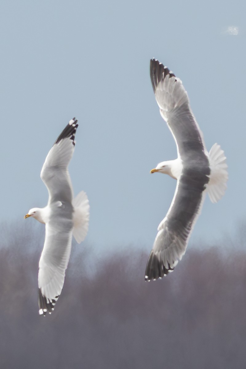 American Herring x Lesser Black-backed Gull (hybrid) - ML633402945