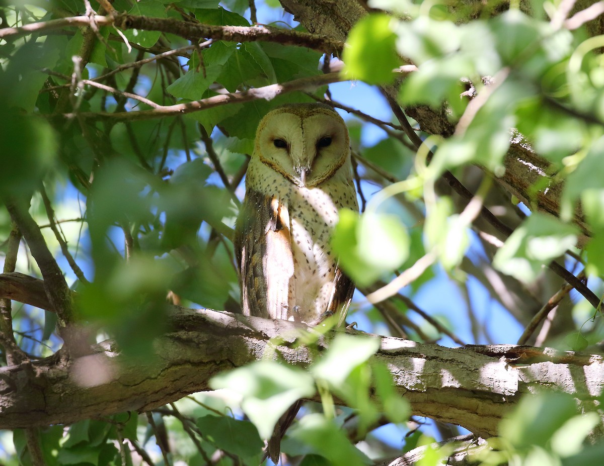 Western Barn Owl (African) - ML633403248