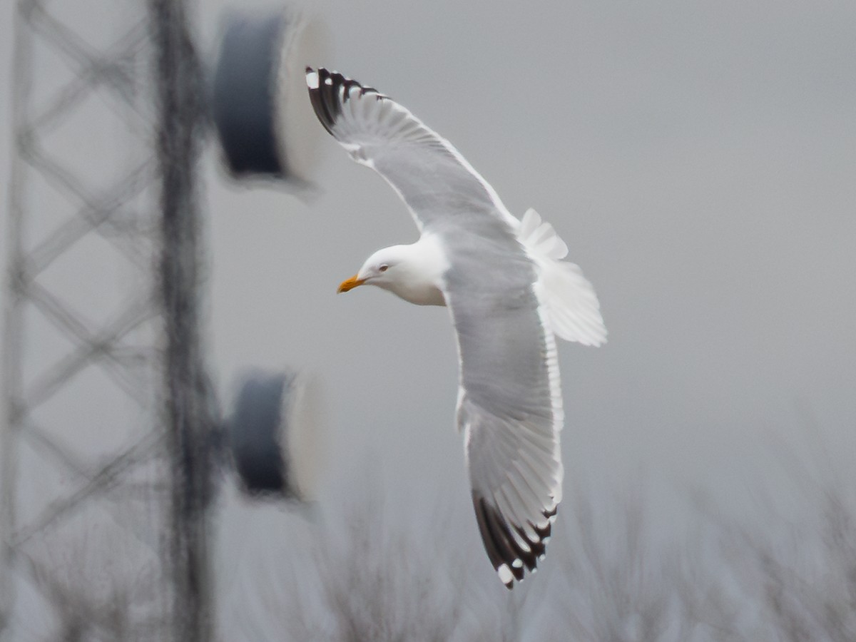 American Herring x Lesser Black-backed Gull (hybrid) - ML633403391