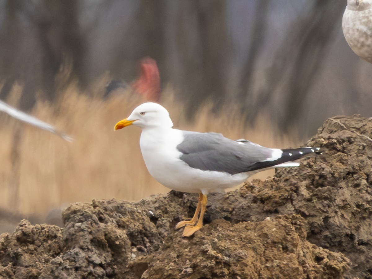 American Herring x Lesser Black-backed Gull (hybrid) - ML633403392