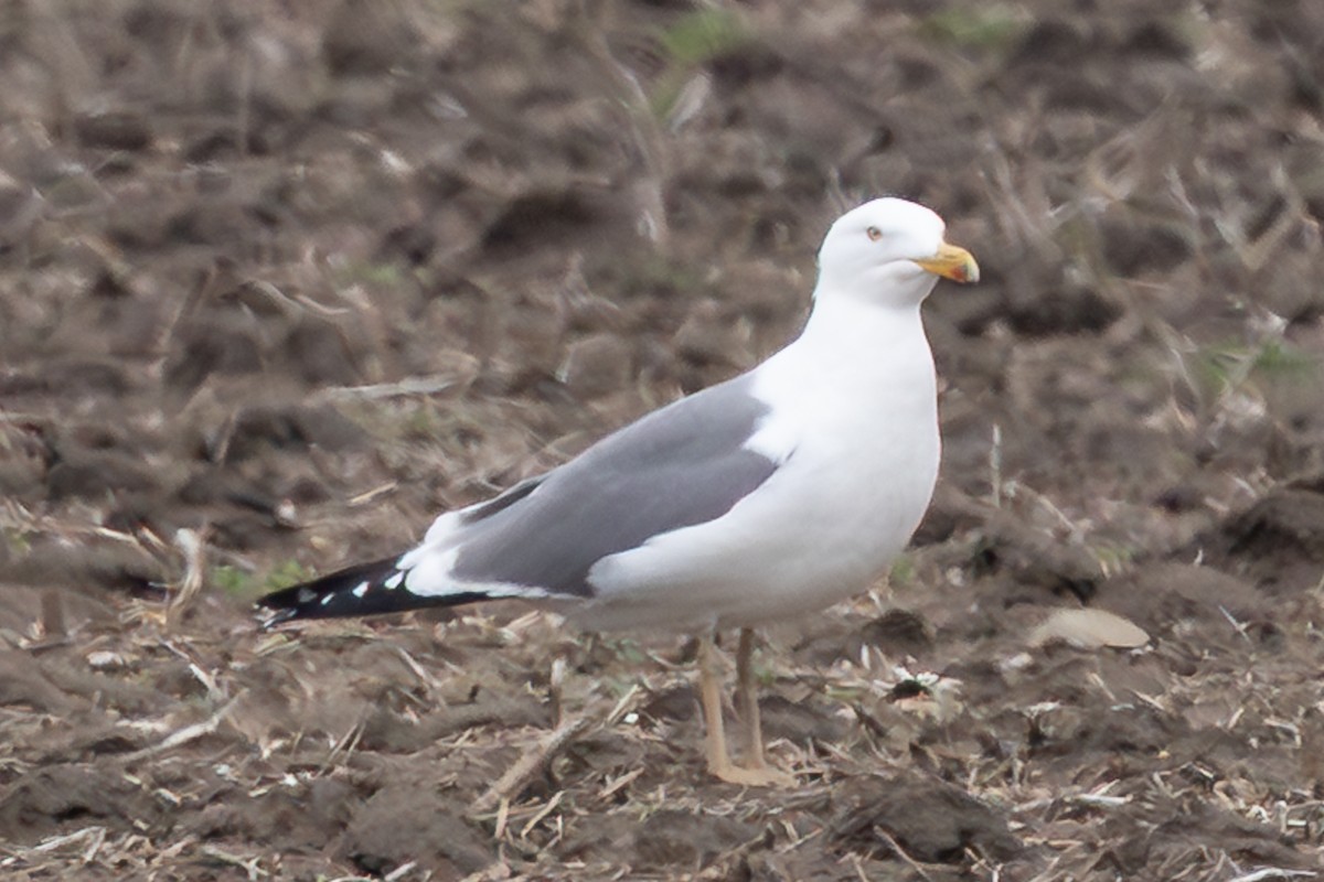 American Herring x Lesser Black-backed Gull (hybrid) - ML633403402