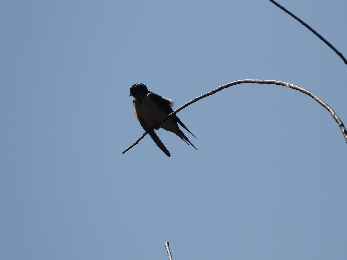 Barn Swallow - ML633403441