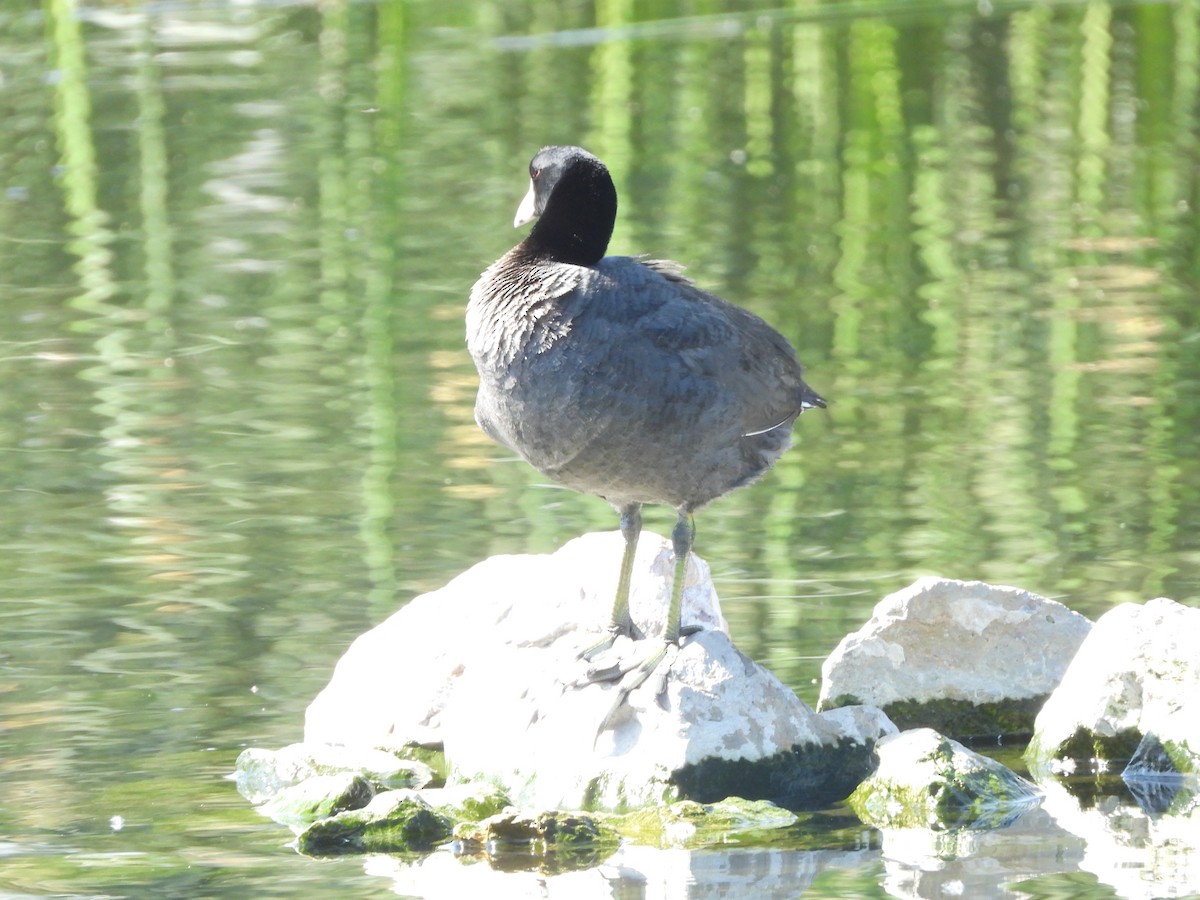 American Coot - ML633403475