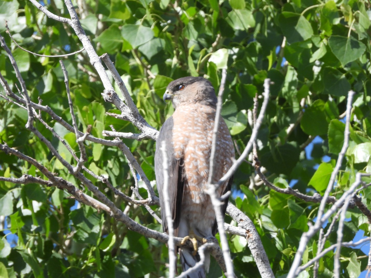 Cooper's Hawk - ML633403533