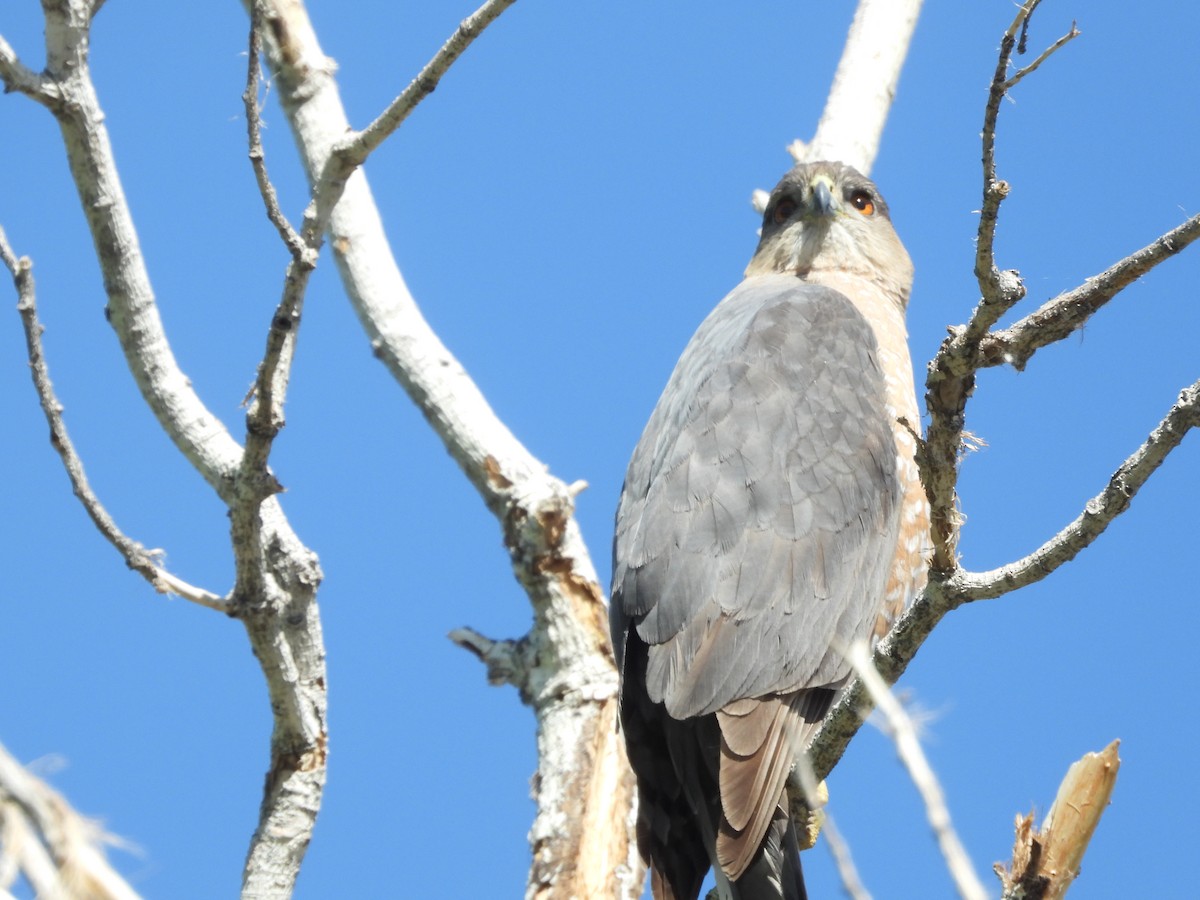 Cooper's Hawk - ML633403534