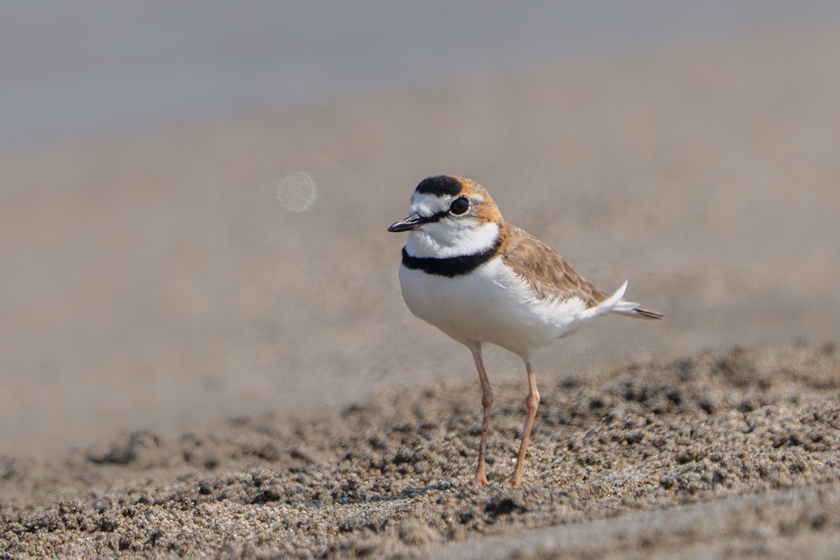 Collared Plover - ML633403553