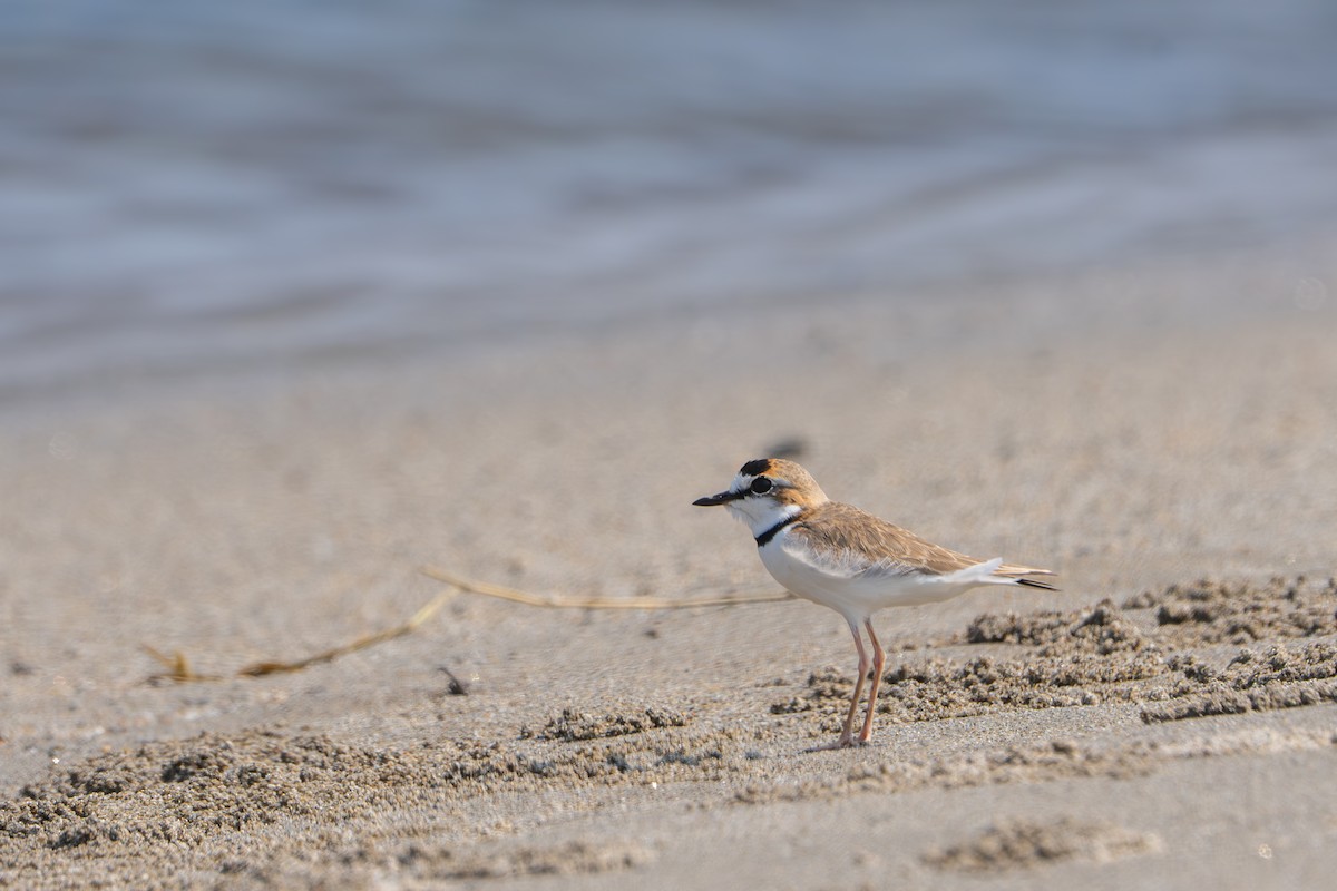 Collared Plover - ML633403554