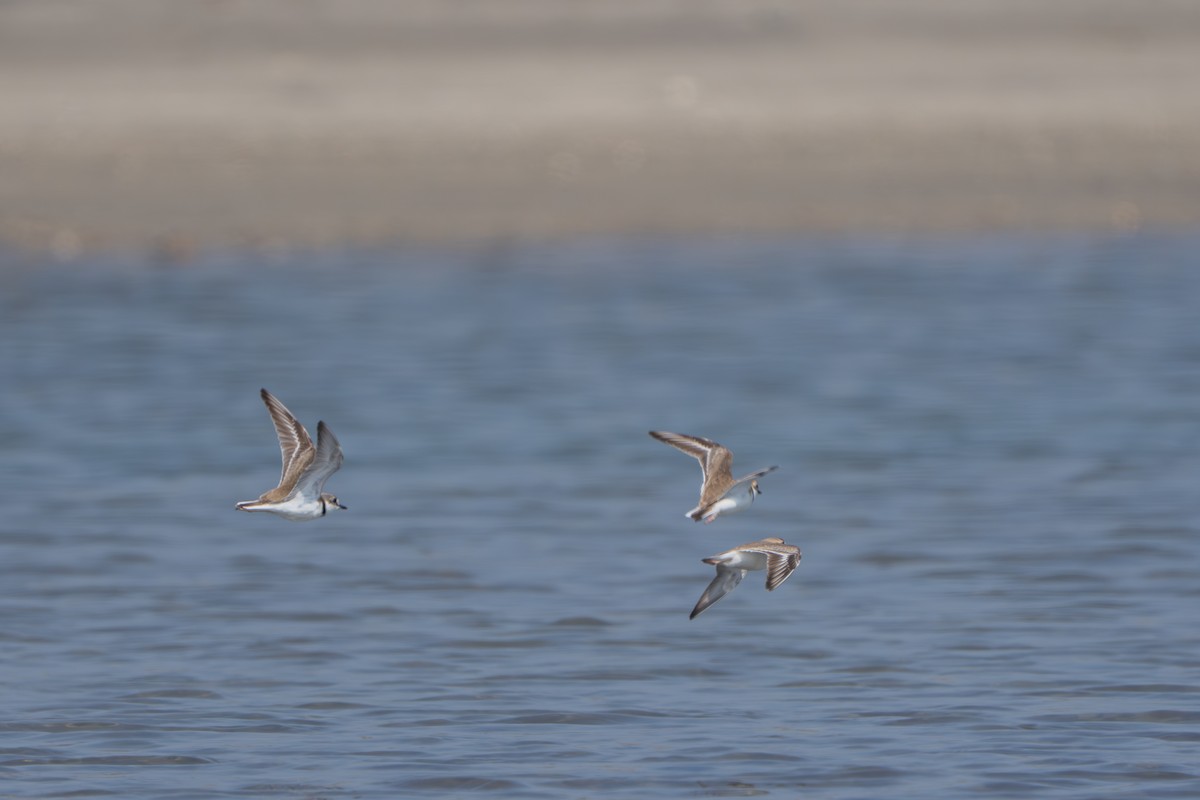 Collared Plover - ML633403556