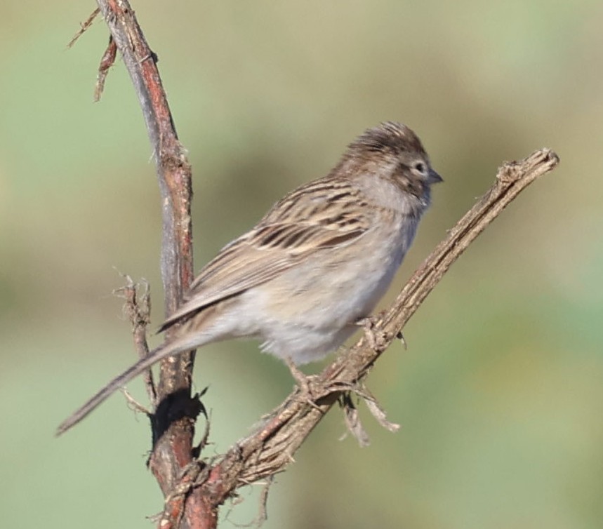Brewer's Sparrow - ML633403557