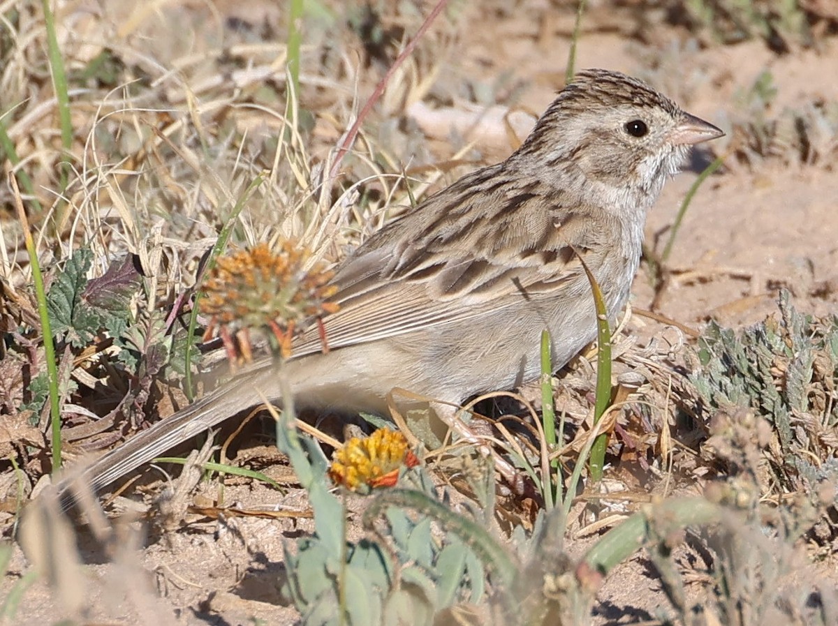 Brewer's Sparrow - ML633403558