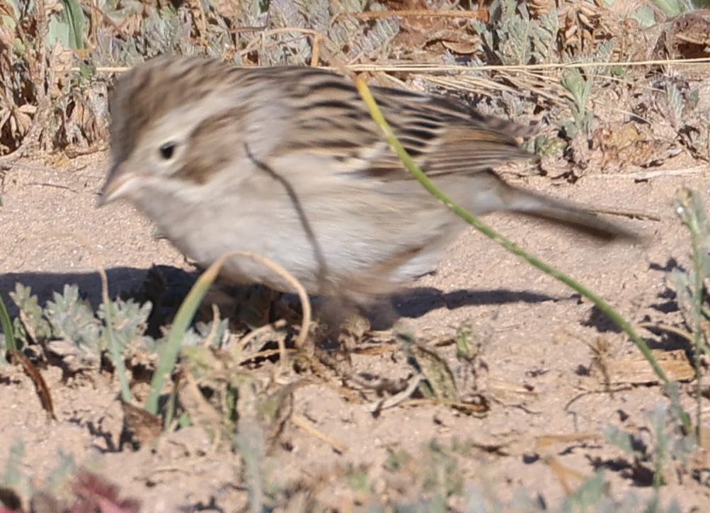 Brewer's Sparrow - ML633403559