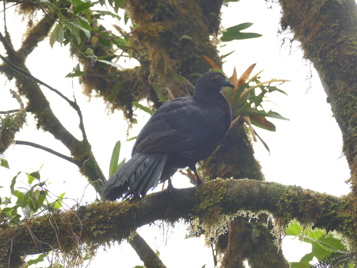 Black Guan - ML633403643