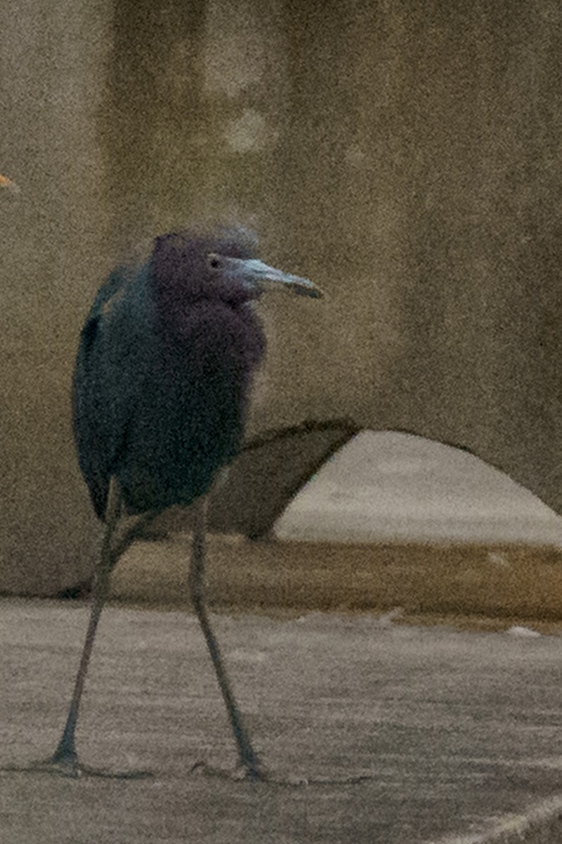 Blaureiher - ML633403785
