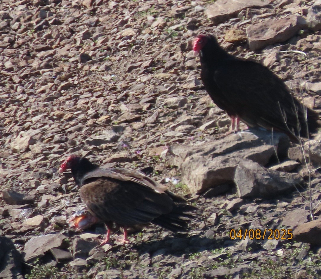 Turkey Vulture - ML633403793