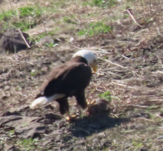 Bald Eagle - ML633403802